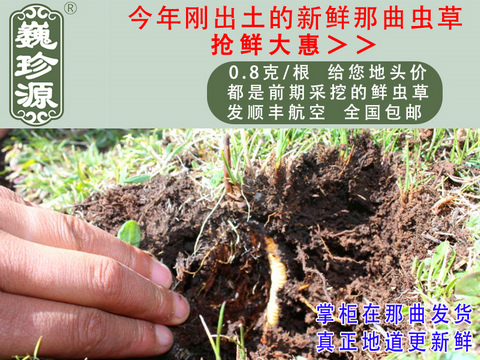 ���r�x�������r���x�Ĳݣ����r�x���^����Ρ��Դ0.8��/�����r�����x���^���������ڳ�����Ұ���������r�x��