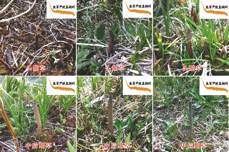 �^�ڶ��x(ch��ng)�Ĳ�,�^���x(ch��ng)��,�^�ڶ��x(ch��ng)�Ĳ݈DƬ,�^���x(ch��ng)�݈DƬ